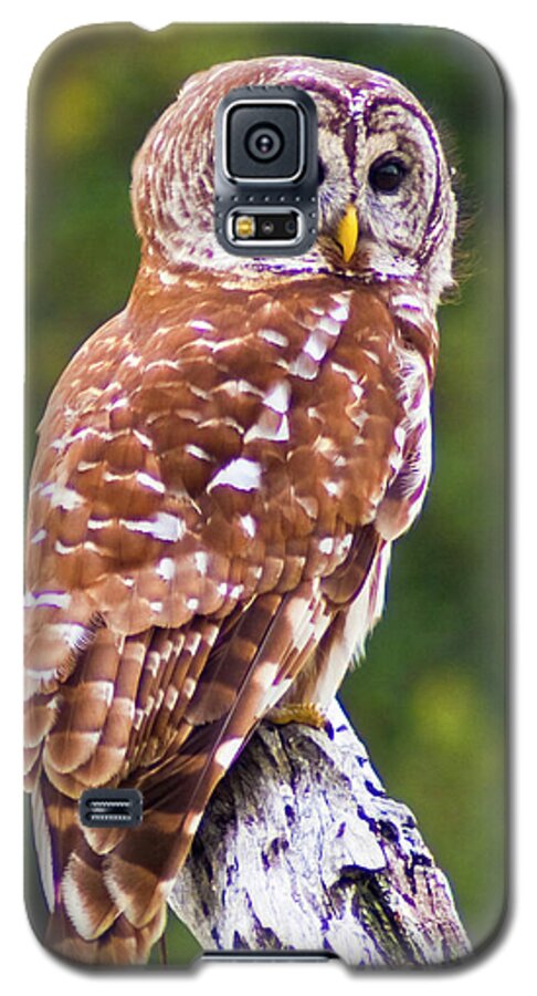 Barred Owl. Owl. Bird Galaxy S5 Case featuring the photograph Barred Owl by Bill Barber
