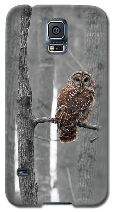 Barred Galaxy S5 Case featuring the photograph Barred Owl in Winter Woods #1 by Paul Rebmann