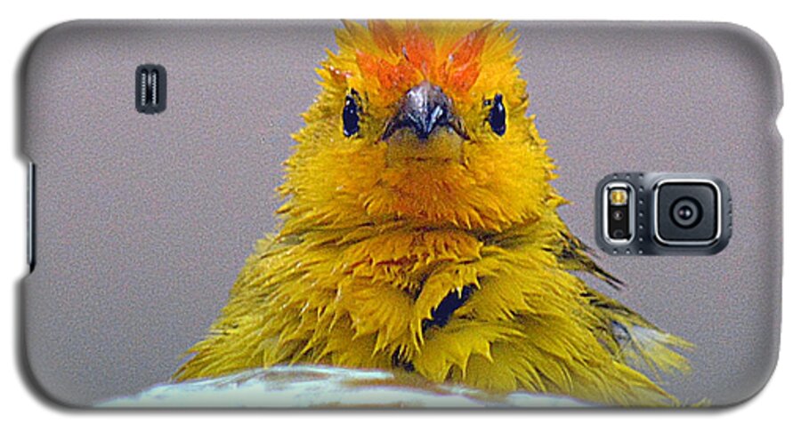 Bird Galaxy S5 Case featuring the photograph Bath Time Finch by Lori Seaman