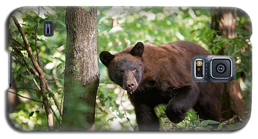 Wildlife Galaxy S5 Case featuring the photograph Bear in the Woods by Eilish Palmer