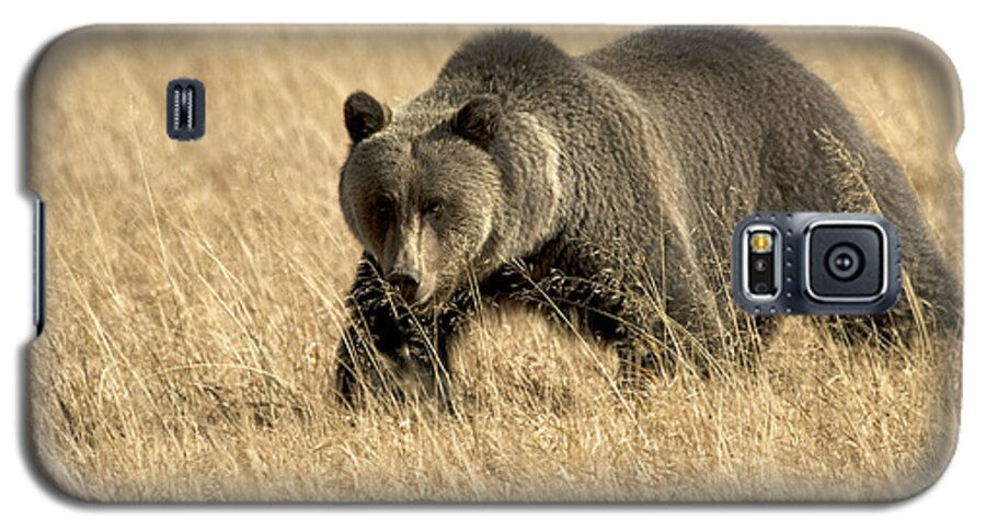 Bear Galaxy S5 Case featuring the photograph Bear On The Prowl by Gary Beeler