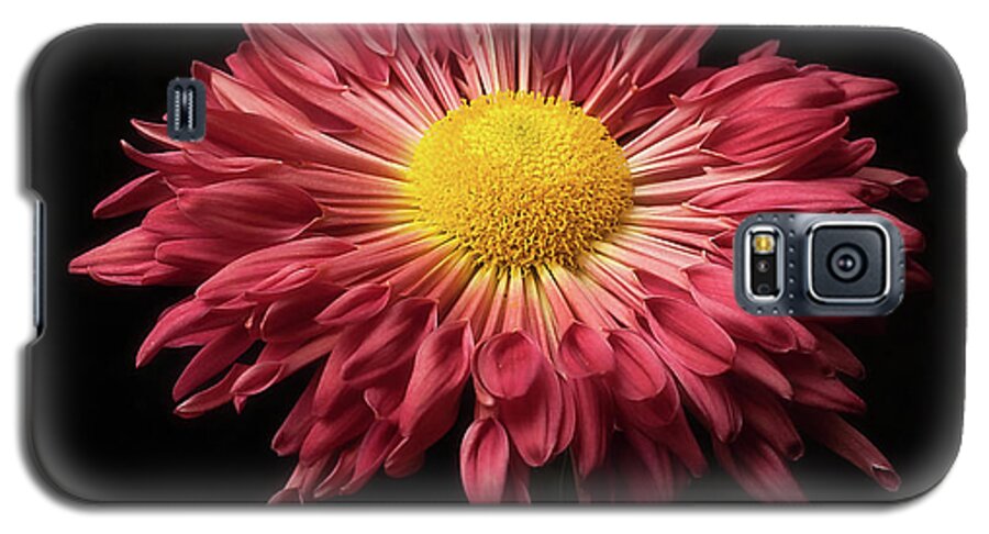 Flower Galaxy S5 Case featuring the photograph Beautiful Chrysanthemum by Ann Jacobson