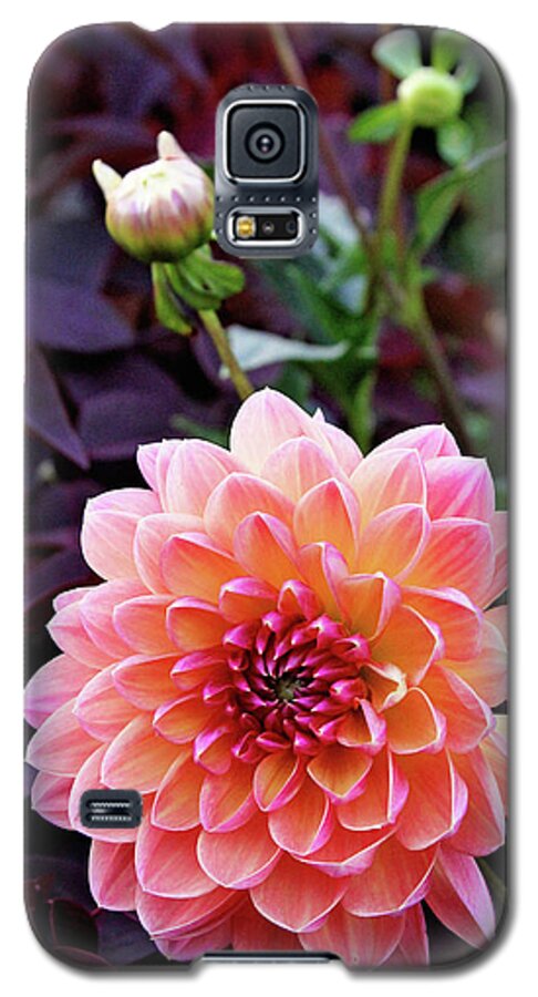 Dahlia Galaxy S5 Case featuring the photograph Beautiful Dahlia by Trina Ansel