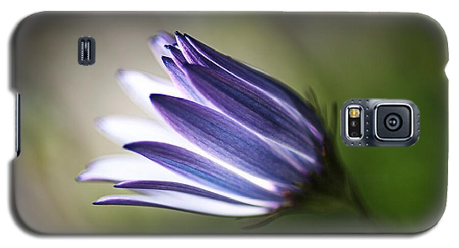 Osteospermum Galaxy S5 Case featuring the photograph Beautiful Inner Glow Of The Daisy by Joy Watson