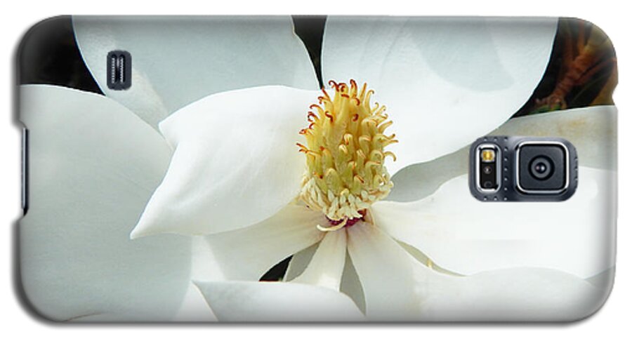 Hopelands Gardens Galaxy S5 Case featuring the photograph Beautiful Magnolia Flower Happy Anniversary Card by Amy Dundon