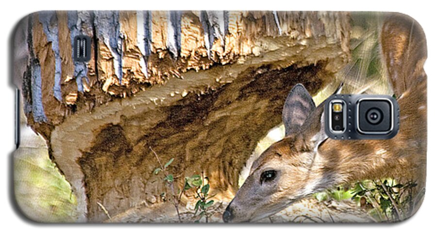 Deer Galaxy S5 Case featuring the photograph Beaver Wannabe by Gary Beeler