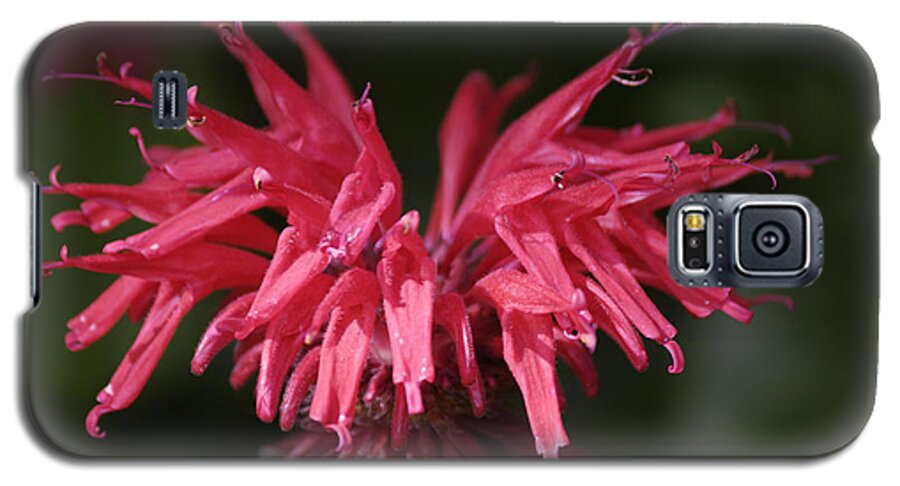 Bee Balm Galaxy S5 Case featuring the photograph Bee Balm by Randy Bodkins