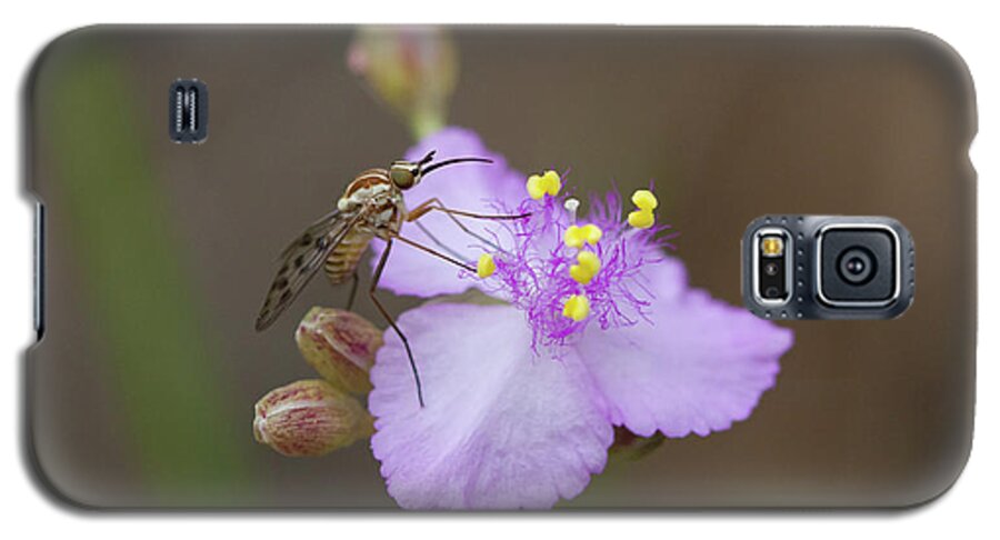 Poecilognathus Bee Fly Galaxy S5 Case featuring the photograph Bee Fly on Roseling by Paul Rebmann