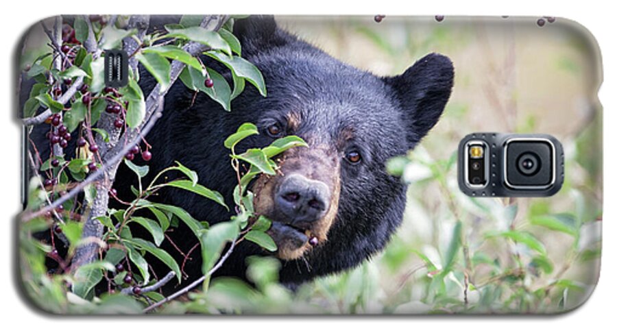 Black Bear Galaxy S5 Case featuring the photograph Berry Picking by Eilish Palmer