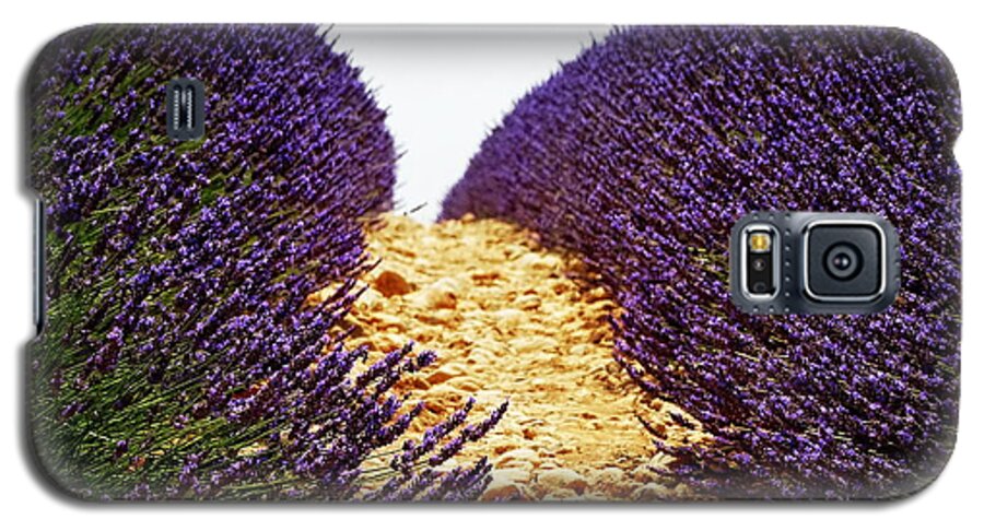 Lavender Galaxy S5 Case featuring the photograph Between the Purple by Lainie Wrightson