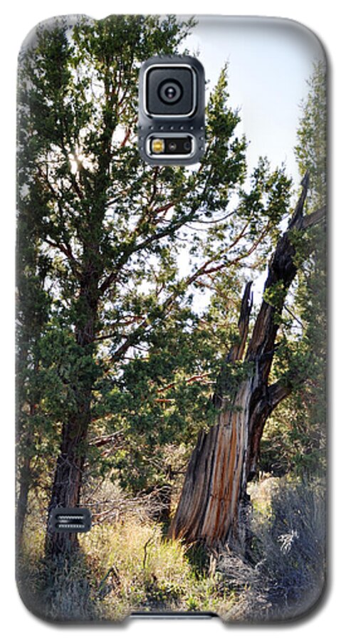Big Bear Lake Galaxy S5 Case featuring the photograph Big Bear Forest by Kyle Hanson