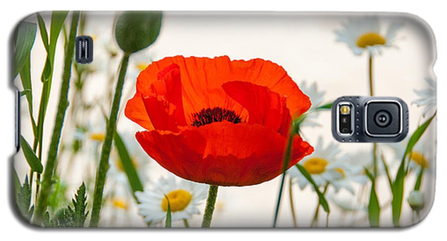 Poppy Galaxy S5 Case featuring the photograph Big Red Poppy by Carolyn D'Alessandro