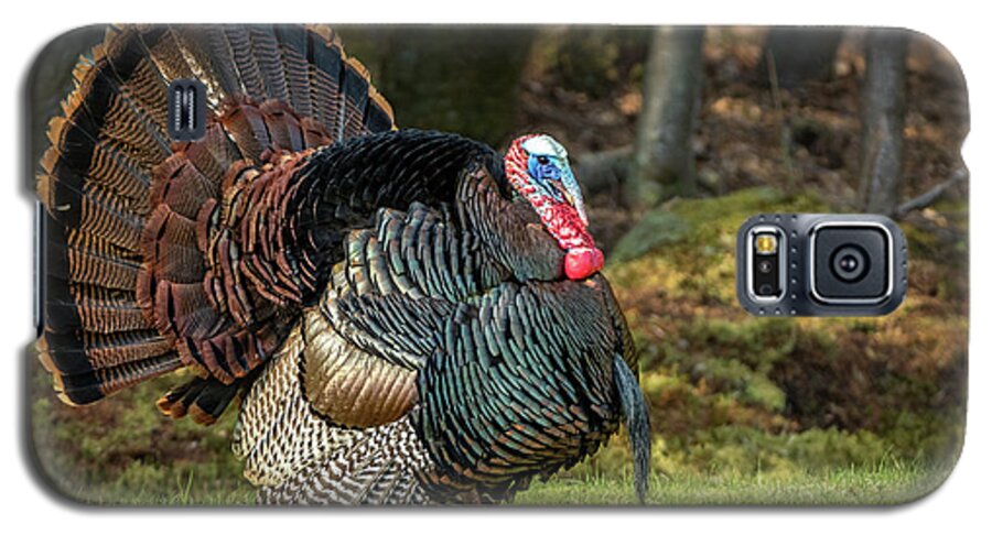 Turkey Galaxy S5 Case featuring the photograph Big Tom Turkey by Steven Upton