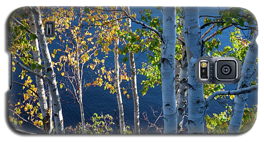 Trees Galaxy S5 Case featuring the photograph Birches on lake shore by Elena Elisseeva