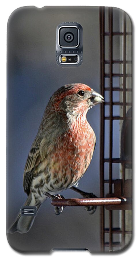  Galaxy S5 Case featuring the photograph Bird Feeding in the Afternoon Sun by Cindy Schneider