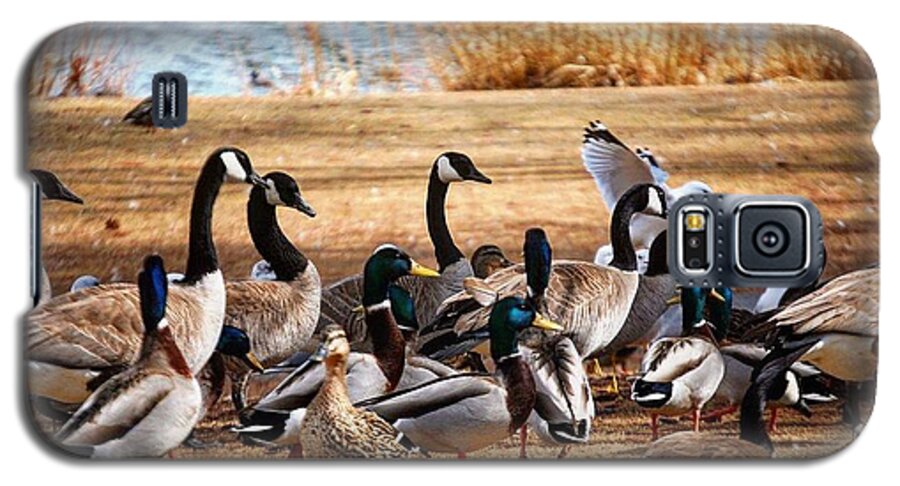 Canadian Geese Galaxy S5 Case featuring the photograph Bird Gang Wars by Sumoflam Photography