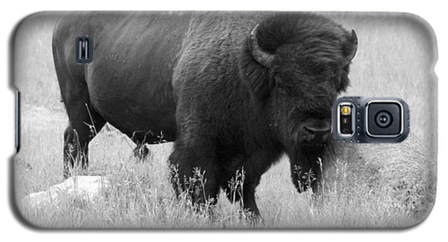 Animal Galaxy S5 Case featuring the photograph Bison and Buffalo by Mary Mikawoz