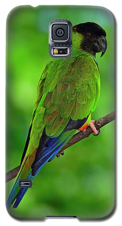 Nanday Parakeet Galaxy S5 Case featuring the photograph Black and Blue by Tony Beck