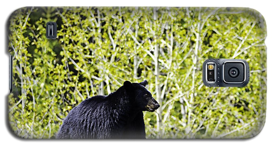 Black Bear Galaxy S5 Case featuring the photograph Black Bear by Edward Kovalsky