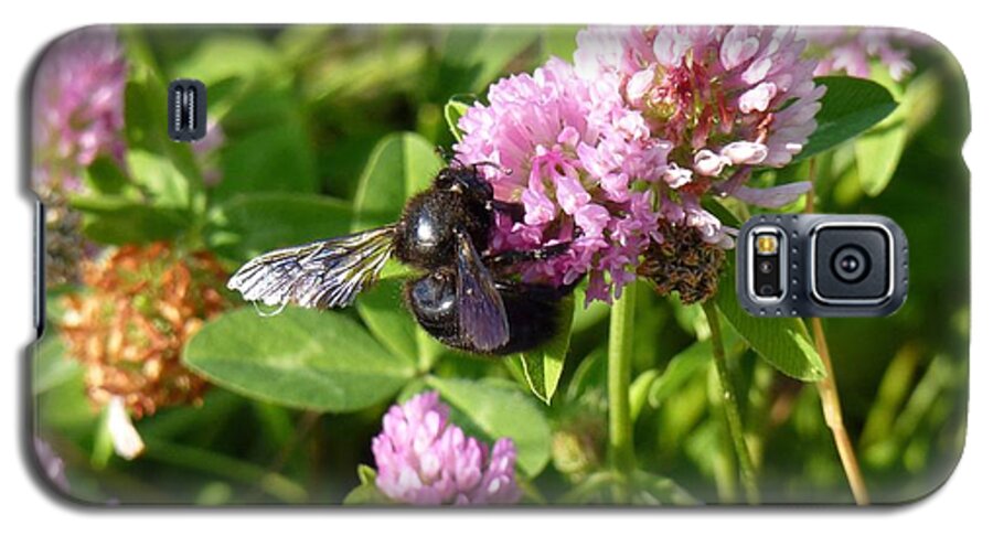 A Path Of Petals Galaxy S5 Case featuring the photograph Black Bee on Small Purple Flower by Jean Bernard Roussilhe