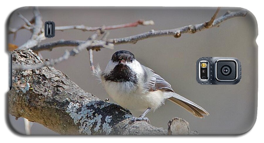 Black Galaxy S5 Case featuring the photograph Black Capped Chickadee 1109 by Michael Peychich