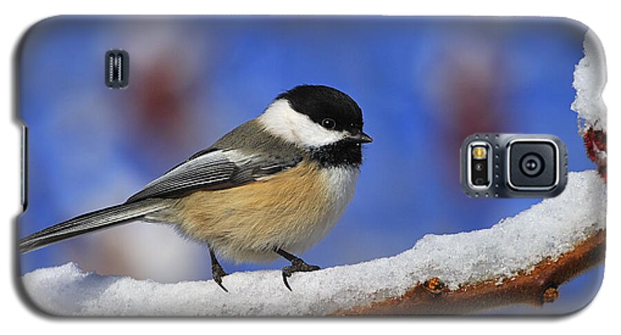 Staghorn Sumac Galaxy S5 Case featuring the photograph Black-capped Chickadee in Sumac by Tony Beck