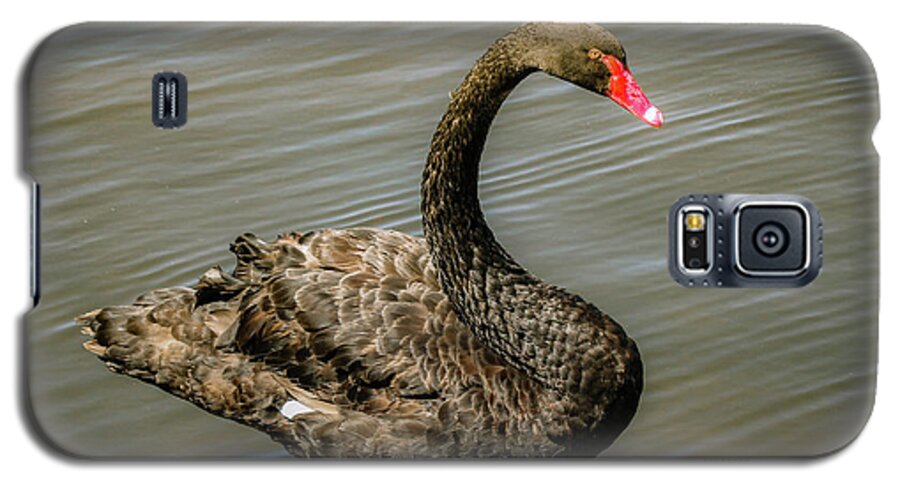  Galaxy S5 Case featuring the photograph Black Swan by Alison Frank