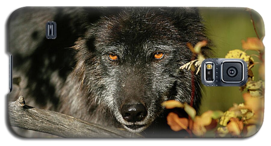 Wolf Galaxy S5 Case featuring the photograph Black Wolf by Ronnie And Frances Howard