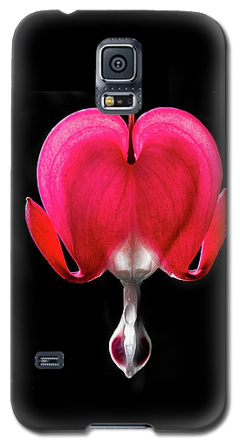 Asian Bleeding-heart Galaxy S5 Case featuring the photograph Bleeding heart by Torbjorn Swenelius