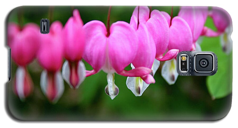Flowers Galaxy S5 Case featuring the photograph Bleeding Hearts by Matt Sexton