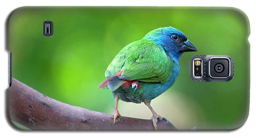 Blue-faced Parrotfinch Galaxy S5 Case featuring the photograph Blue-faced Parrotfinch by John Poon