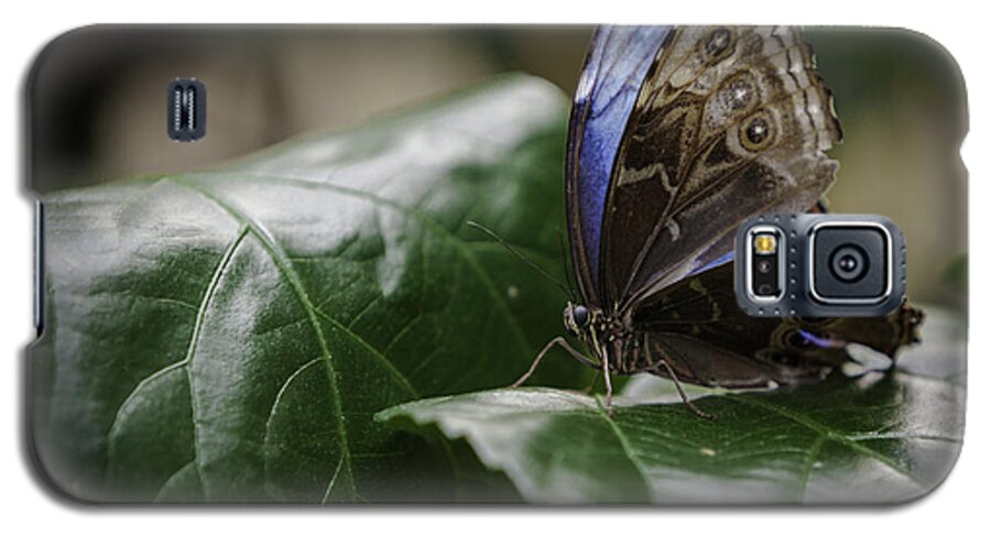 Jason Moynihan Galaxy S5 Case featuring the photograph Blue Morpho on a Leaf by Jason Moynihan