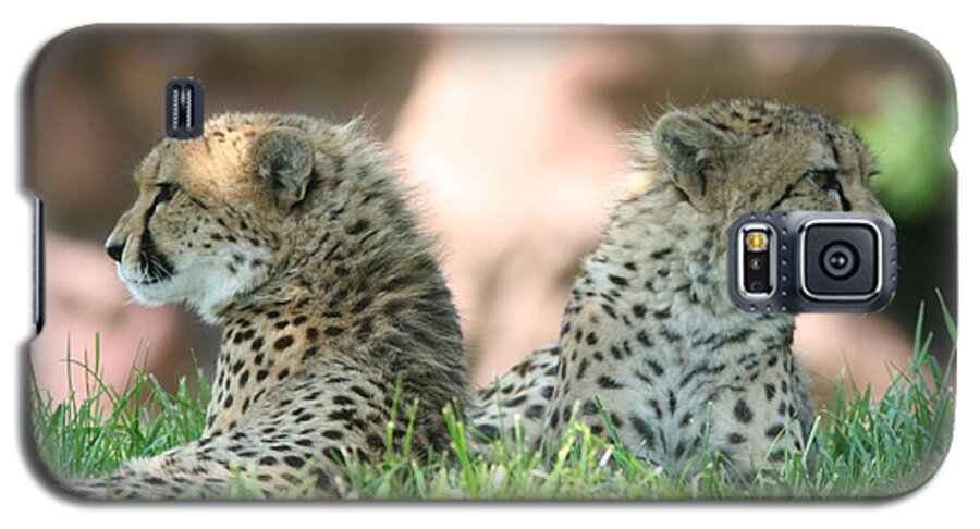 Young Cheetahs Galaxy S5 Case featuring the photograph Bookends by David Barker