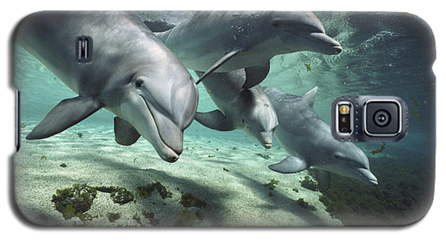 00082400 Galaxy S5 Case featuring the photograph Four Bottlenose Dolphins Hawaii by Flip Nicklin