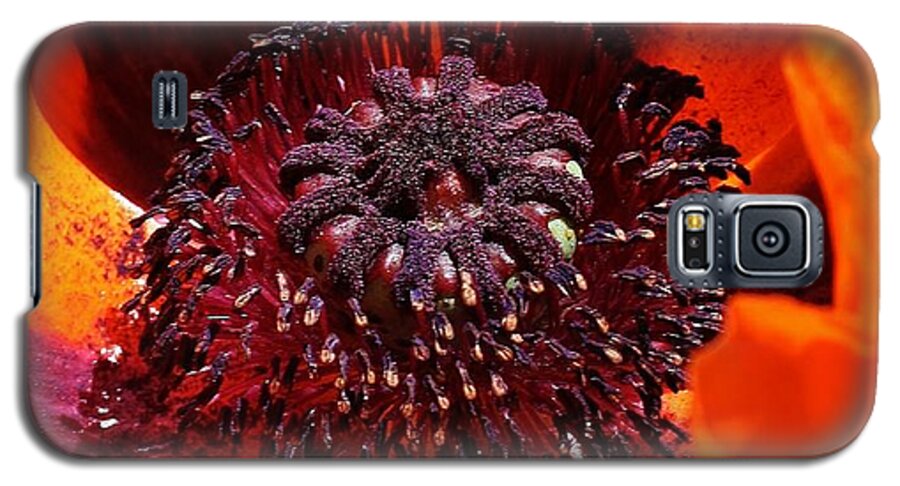 Flora Galaxy S5 Case featuring the photograph Brilliant Poppy by Bruce Bley