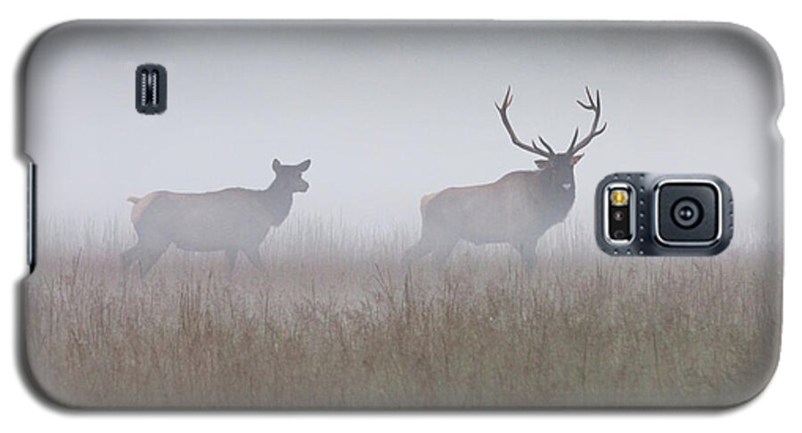Elk Galaxy S5 Case featuring the photograph Bull and Cow Elk in Fog - September 30 2016 by D K Wall