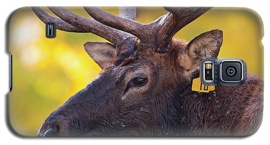 Bull Elk Number Ten Galaxy S5 Case featuring the photograph Bull Elk Number 10 by Mark Miller