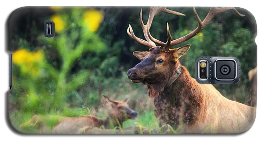 Elk Galaxy S5 Case featuring the photograph Bull Elk Rutting in Boxley Valley by Michael Dougherty