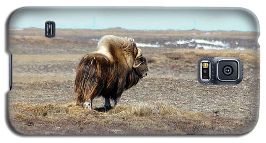 Bull Galaxy S5 Case featuring the photograph Bull Musk Ox by Anthony Jones
