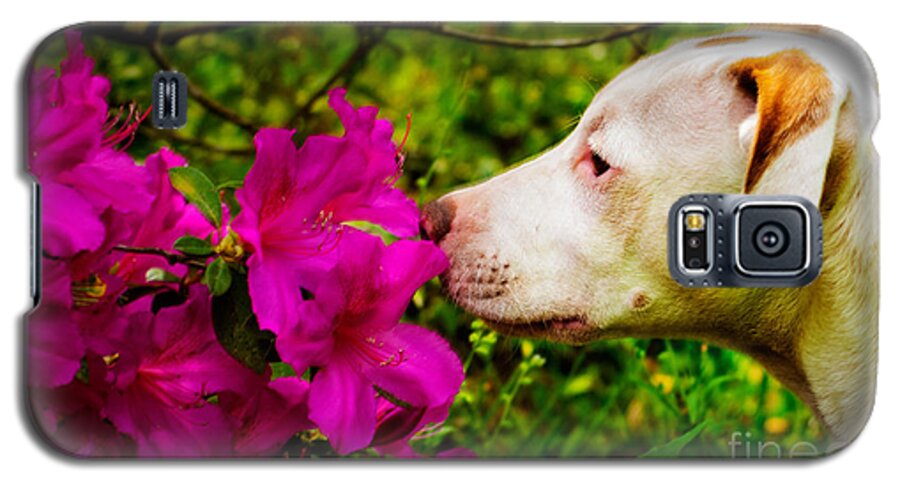 Dog Galaxy S5 Case featuring the photograph Bulldog Flowers by Metaphor Photo