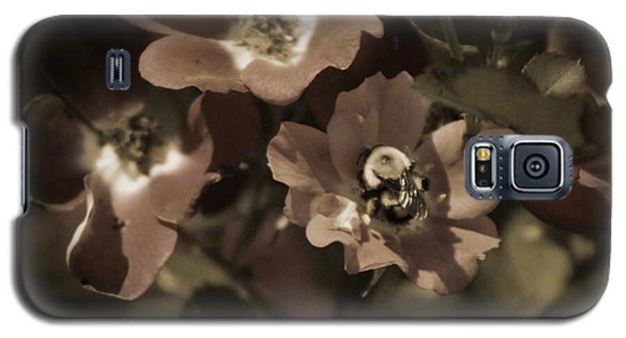 Sepia Galaxy S5 Case featuring the photograph Bumblebee on Blush Country Rose in Sepia Tones by Colleen Cornelius