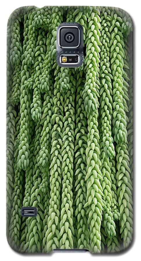 Plant Galaxy S5 Case featuring the photograph Burro's Tail Hanging Plant by Phil Cardamone