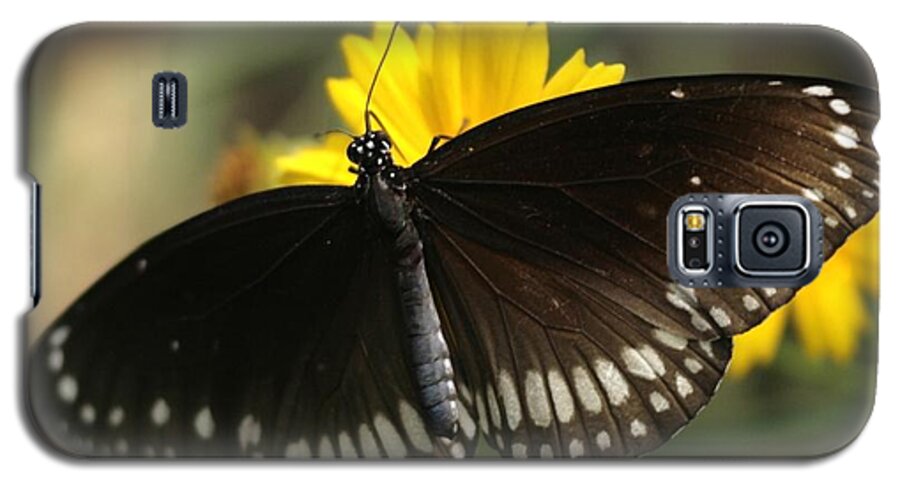 Butterfly India Indian Black White Yellow Galaxy S5 Case featuring the photograph Butterfly, India by Ian Sanders