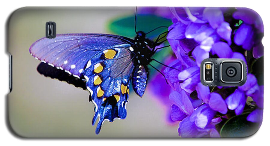 Butterfly Galaxy S5 Case featuring the photograph Butterfly on Mountain Laurel by Debbie Karnes