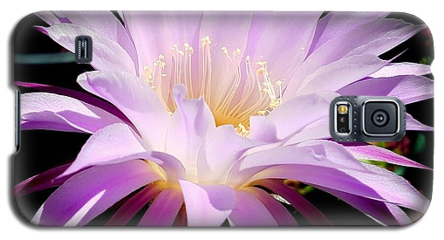 Purple Galaxy S5 Case featuring the photograph Cactus beauty by Garnett Jaeger