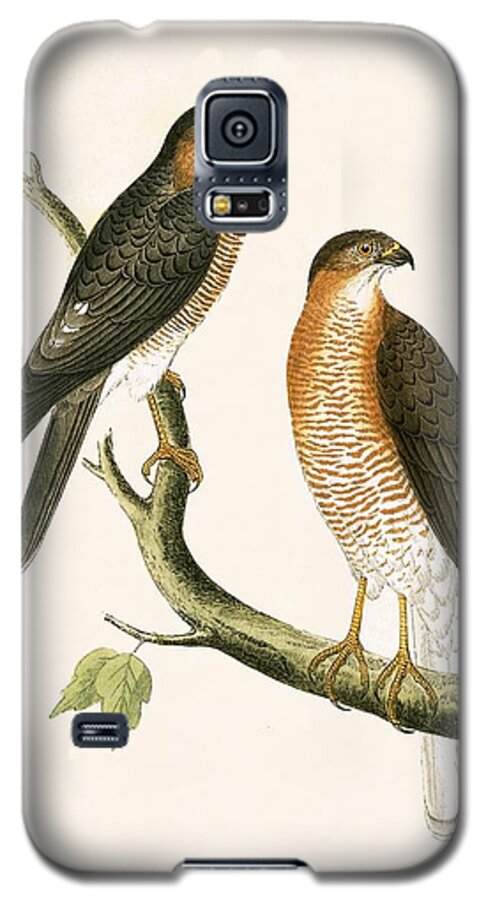 Bird Galaxy S5 Case featuring the painting Calcutta Sparrow Hawk by English School