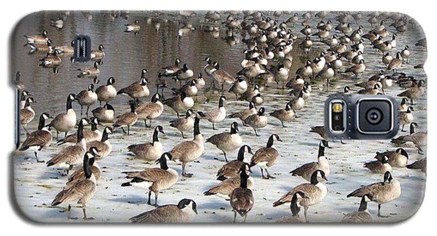 Canada Geese Galaxy S5 Case featuring the photograph Canada Geese by Keith Stokes