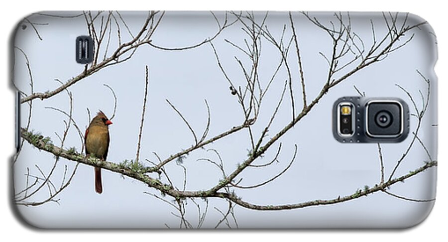 Birds Galaxy S5 Case featuring the photograph Cardinal in Tree by Richard Rizzo