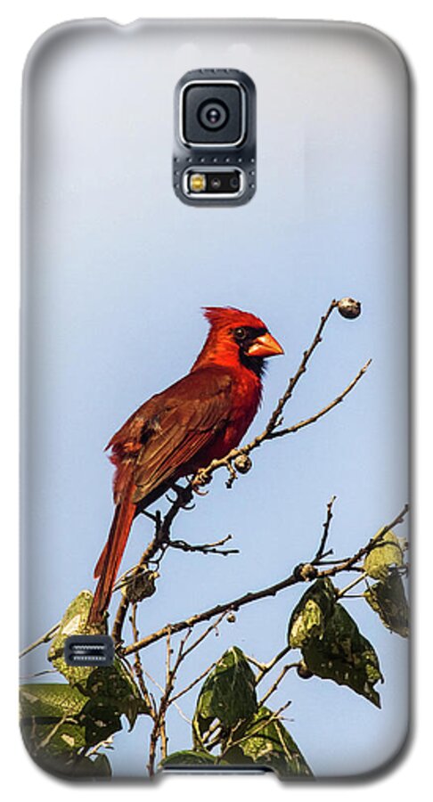 Animal Galaxy S5 Case featuring the photograph Cardinal On Treetop by Robert Frederick