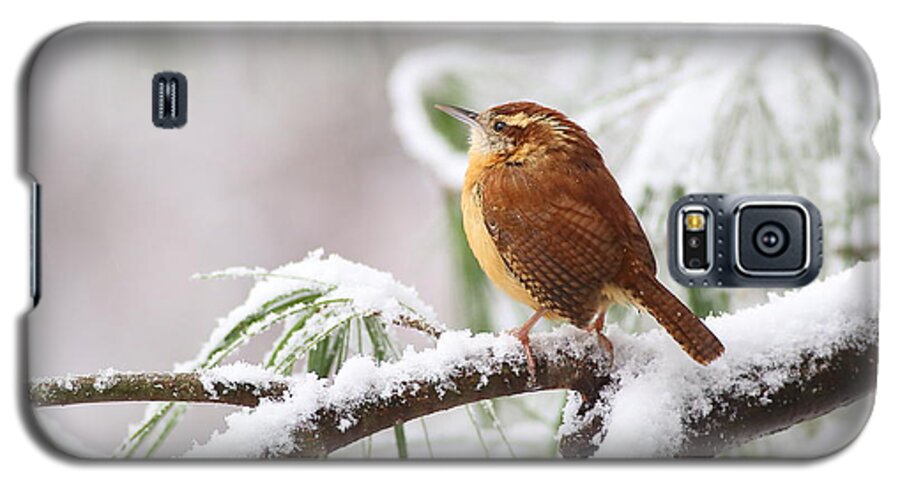 Carolina Wren Galaxy S5 Case featuring the photograph Carolina Wren In Snowy Pine by Daniel Reed